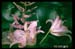 susans1satlvl11x17