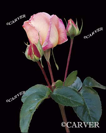 31006_Rose8x10