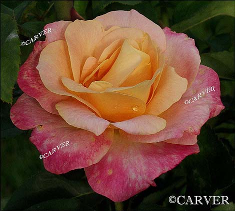 P7244501