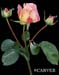 31002_3rosestemmd2c8x10b