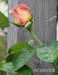 32020_P8048086c11x14