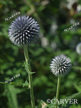 33074_P7219343.jpg