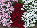33067_P6118170.jpg