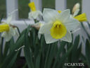 Filename=P5033070.jpg
Filesize=56KiB
Dimensions=564x423
Date added=Mar 13, 2008 P5033070.jpg