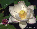 P8028622c11x14Lotus1.jpg