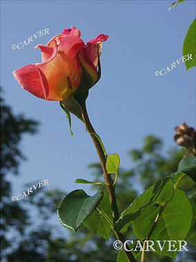 Red Rose Blue Sky
A single Red Rose against a clear blue-sky backdrop.
