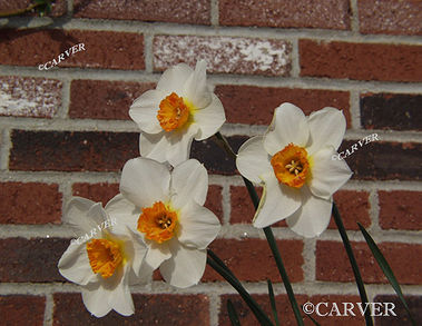 Bay St Blooming
 Flowers with a brick wall background from Beverly, MA.
Keywords: Beverly; flower; brick; photograph; picture; print