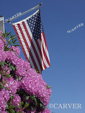 The Old Home Flag
Rhododendrons blooming before an American Flag,
Keywords: Beverly; flower; flag; rhododendron; blue sky; photograph; picture; print