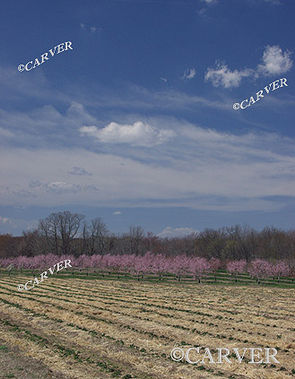 Spring Planting
From Connors Farm in Danvers, MA. Cherry trees blossom along a row on a perfect spring morning.
Keywords: Cherry blossom; Connors Farm; spring; photo; picture; print