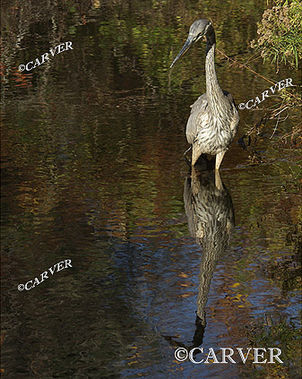 Blue Heron I
Looking for lunch at the Audubon Sanctuary in Marblehead, MA the young blue Heron is oblivious to the photographer less than 30 feet away.
Keywords: Blue Heron; bird; autumn; photo; picture; print