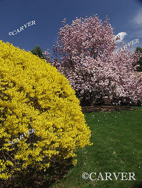 Spring Out Front
A front yard in Topsfield, MA
Keywords: Cherry Blossom; forsythia blossom; spring; topsfield; photograph; picture; print