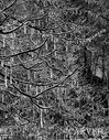 Filename=52011_P2024955c11x14.jpg
Filesize=103KiB
Dimensions=330x423
Date added=Feb 27, 2008 52011_P2024955c11x14.jpg