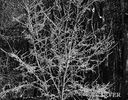 Filename=52011_P2024962c14x11d.jpg
Filesize=188KiB
Dimensions=541x423
Date added=Feb 27, 2008 52011_P2024962c14x11d.jpg