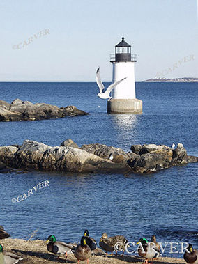 Gullhouse II
Seagulls rule the January day while ducks await a handout. 
From Winter Island in Salem, MA.
Keywords: lighthouse; salem; seagull; duck; winter; photograph; picture; print