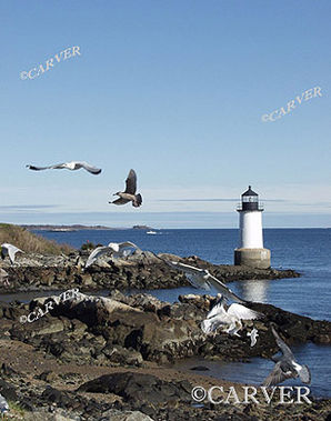 Gullhouse IV
Pigeons compete with seagulls for the hand-outs thrown by people nearby.
Keywords: lighthouse; salem; seagull; pigeon; winter; photograph; picture; print; blue; ocean; sea