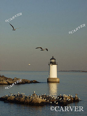 Lighthouse at Fort Pickering
Warm colors and flat waters make a friendly refuge for the seagulls
here at the Fort Pickering Lighthouse at Winter Island in Salem, MA.
Keywords: Fort Pickering; lighthouse; salem; seagull; winter; photograph; picture; print; blue; ocean; sea