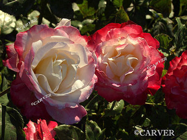 Two Tones
Roses in the Garden at the Ropes Mansion in Salem, MA.
Keywords: garden; salem; rose; ropes; mansion; photograph; picture; print