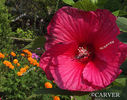 Filename=P8279111c11x14.jpg
Filesize=69KiB
Dimensions=423x333
Date added=Mar 13, 2008 P8279111c11x14.jpg