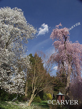  Spring!
Dogwood and Cherry blossoms stand out at Long Hill in Beverly, MA.
Keywords: spring; Long Hill; Beverly; flower; public garden; garden; photograph; picture; print