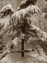 Filename=PC278474s.jpg
Filesize=88KiB
Dimensions=317x423
Date added=Mar 13, 2008 PC278474s.jpg