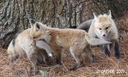 Red_Fox_5992192_carver.jpg