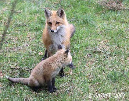 FoxIMG_0608