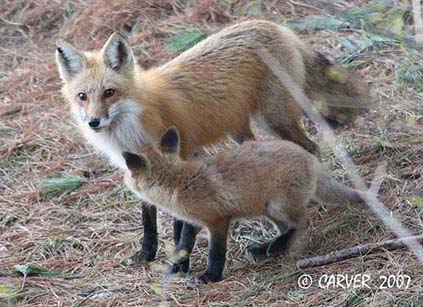 FoxIMG_0644