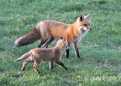 FoxIMG_0656