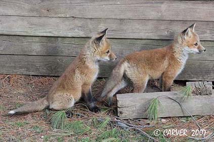 FoxIMG_0839