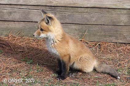 FoxIMG_0864