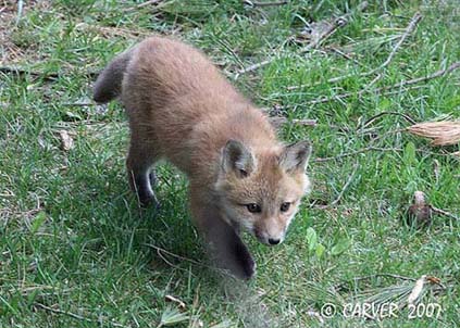 FoxIMG_0917