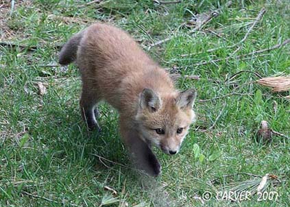 FoxIMG_0917