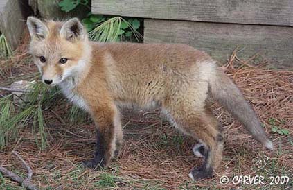 FoxIMG_0943