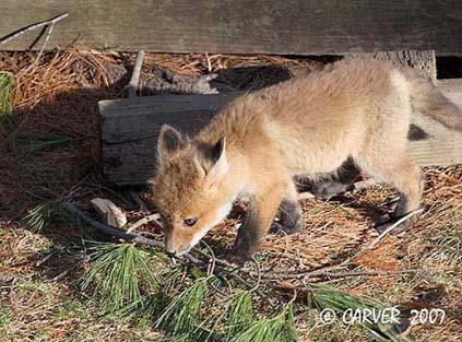 FoxIMG_9595
