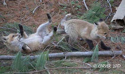FoxIMG_9797
