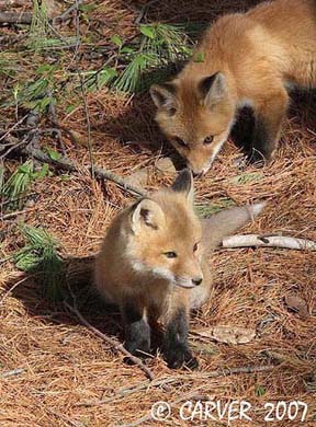 Fox_IMG_1061