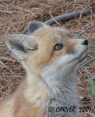 Fox_IMG_1063C