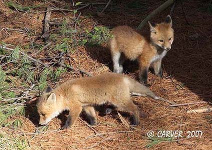 Fox_IMG_1076