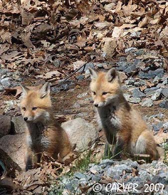 Fox_IMG_1208