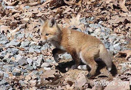 Fox_IMG_1259