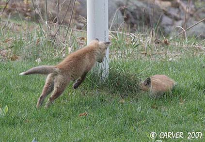 Fox_IMG_1548