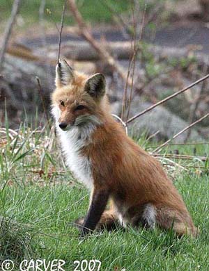 Fox_IMG_1560