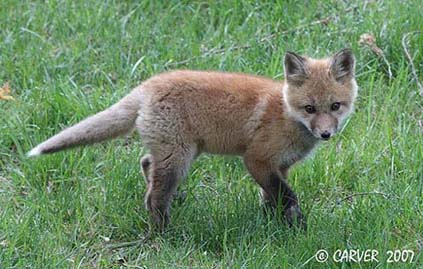 Fox_IMG_1611