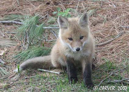 Fox_IMG_1622