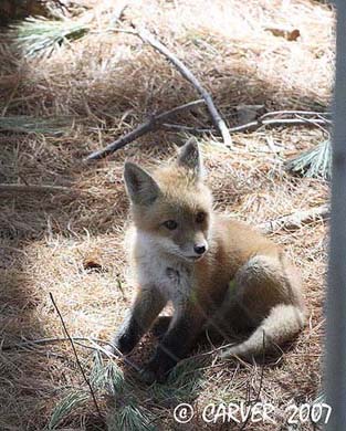 Fox_IMG_1819