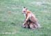 FoxIMG_0444