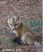 FoxIMG_0817