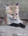 FoxIMG_1016