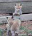 FoxIMG_9260